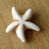 Turquoise kraal zeester